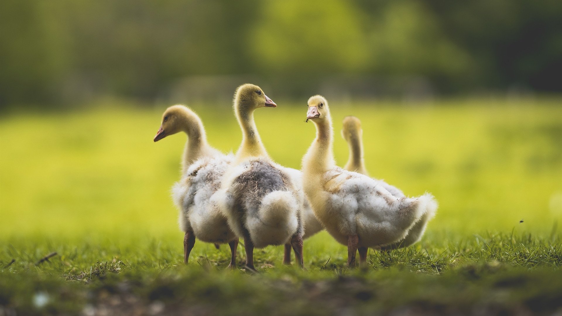 博洛尼亚积极逼抢令对方难以组织,博洛尼亚宣言成员