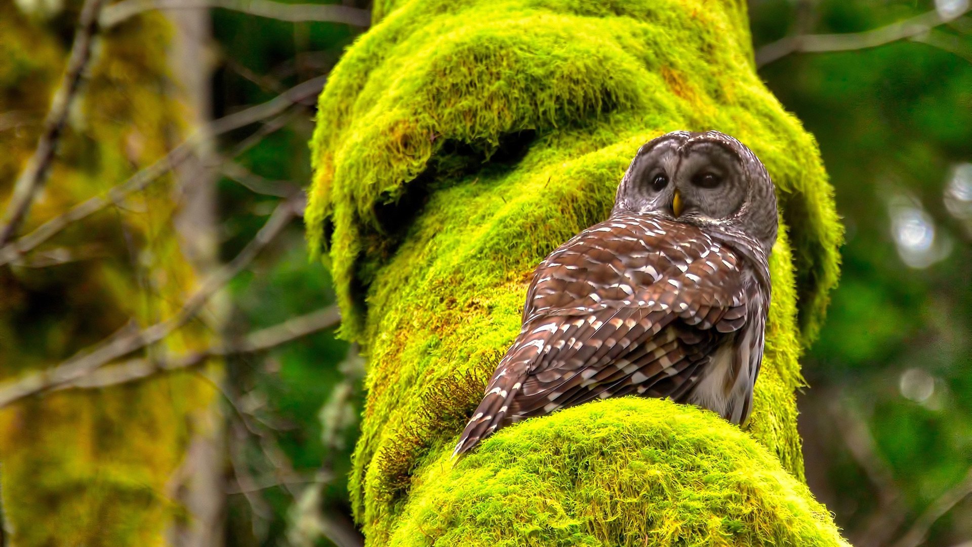 阿拉维斯新援首秀打入关键进球，阿拉维斯新援首秀打入关键进球数据