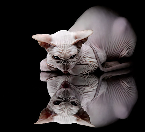 张雨霏展现强大比赛耐力，张雨霏的比赛项目