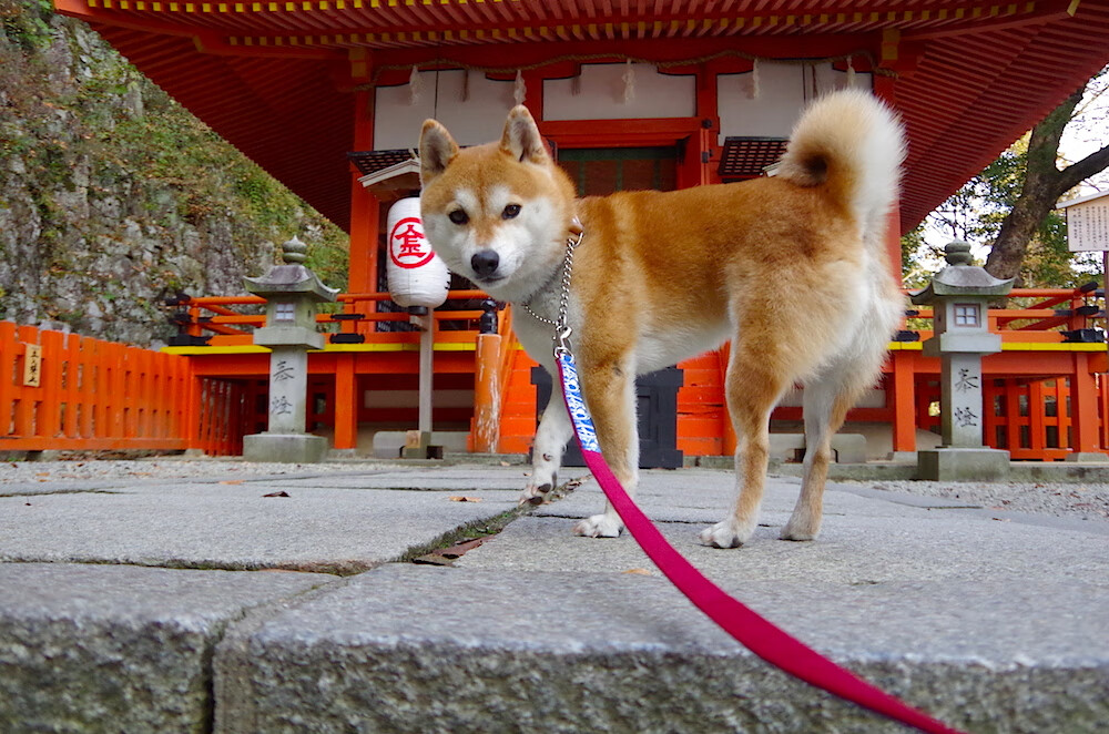 美洲杯主帅战术板首次公开，美洲杯前三名