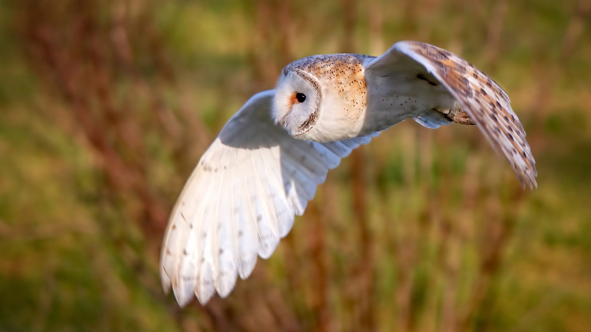 1亿转会费巨星闪耀欧冠，尤文多特战局扑朔迷离，尤文图斯对多特蒙德欧冠决赛
