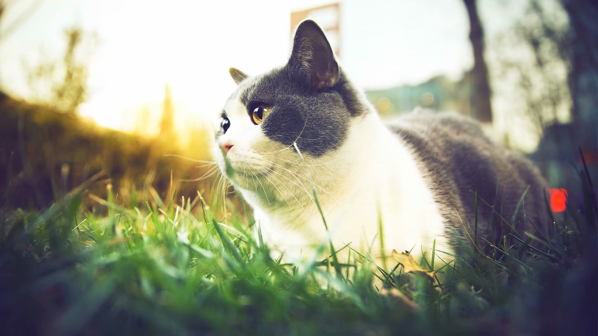 leyu乐鱼体育综合-《冠军奥运篇》薛明成长故事引爆热搜，排球运动员薛明的身高是多少